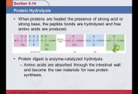 3B 9.14 Protein Hydrolysis