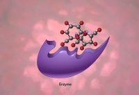 An Example of Hydrolysis of Proteins (Sucrose) – A Level Biology