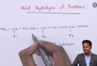 Acid Hydrolysis of Proteins – Biomolecules – Chemistry Class 12