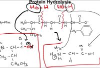 Chapter 16.7 – Protein Hydrolysis and Denaturation