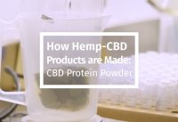 How Hemp-CBD Products are Made: CBD Protein Powder