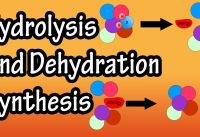 Dehydration Synthesis And Hydrolysis – What Is Anabolism – What Is Catabolism