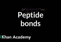 Peptide bonds: Formation and cleavage | Chemical processes | MCAT | Khan Academy