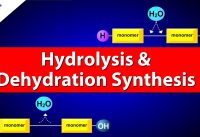 Hydrolysis and Dehydration Synthesis