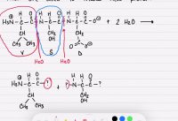 21.8 Protein Hydrolysis