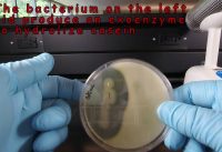 Casein Hydrolysis in Skim Milk Agar