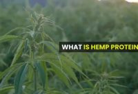 What is hemp protein – Hemp Seeds