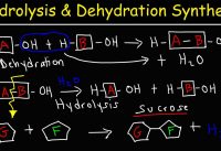 Hydrolysis and Dehydration Synthesis Reactions