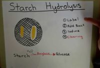 Starch Hydrolysis |  Casein Hydrolysis | Lipid  Hydrolysis