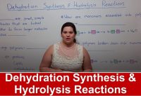 Dehydration Synthesis and Hydrolysis Reactions