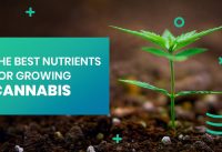 The Best Nutrients For Growing Cannabis