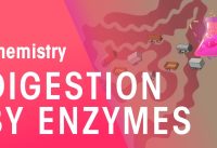 Digestion By Enzymes | Organic Chemistry | Chemistry | FuseSchool