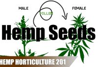 How Hemp Seeds are Created, Obtained, and Stored