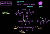 The Peptide Bond: Formation and Cleavage