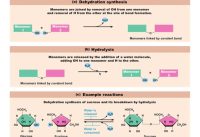 Chapter 2.7 Organic Compounds: Synthesis and Hydrolysis BIO201