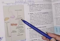 Dietary portein digestion, hydrolysis of dietary protein + absorption of amino acids #biochemistry