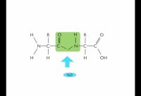 Hydrolysis of a Dipeptide