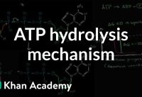 ATP hydrolysis mechanism | Energy and enzymes | Biology | Khan Academy