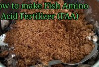 HOW TO MAKE FISH AMINO ACID(FAA)Fish Fertilizer/Organic /How to Ferment Fish Amino Acid Fertilizer