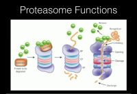 Proteasome Function