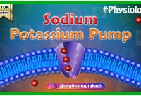 Sodium potassium pump animation