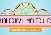 Biological Molecules – You Are What You Eat: Crash Course Biology #3