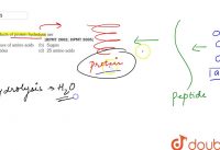 End products of protein  hydrolysis  are