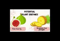 BSFL Protein Hydrolysis using Plant Enzymes