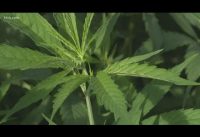 Hemp vs. Marijuana: What's the difference?