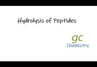 Hydrolysis of Peptides