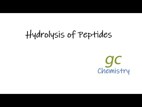 Hydrolysis of Peptides