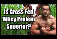 Is Organic Grass Fed Whey Protein Powder Worth It?