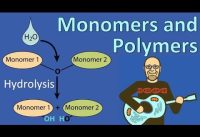 Monomers and Polymers