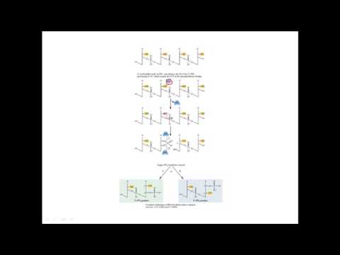 RNA hydrolysis